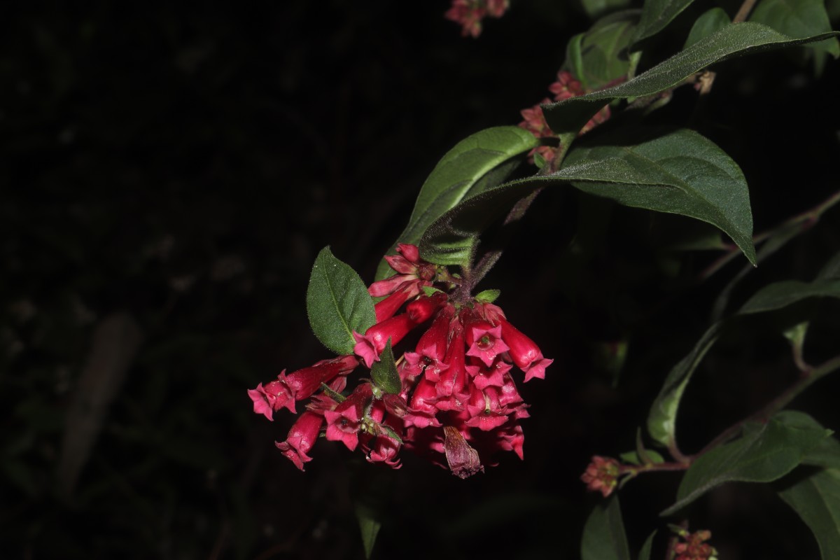 Cestrum elegans (Brongn. ex Neumann) Schltdl.